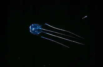 Carybdea rastoni.