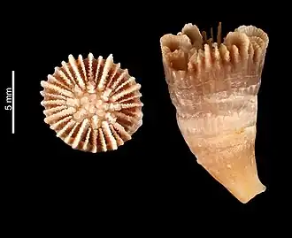 Description de l'image Caryophyllia octonaria (MNHN-IK-2009-1671).jpeg.