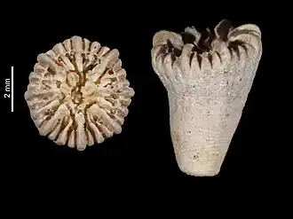 Description de l'image Caryophyllia rugosa (MNHN-IK-2009-1772).jpeg.