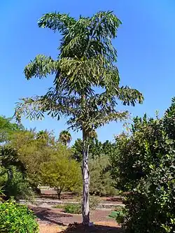 Caryota maxima, de la tribu des Caryoteae