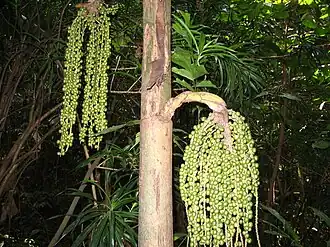 Palmier Caryota mitis