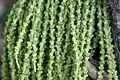 Caryota fleurs sont disposées en triades.