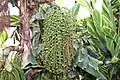 Les fruits de Caryota mitis.
