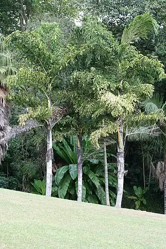 Description de l'image Caryota urens.jpg.