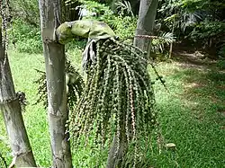 Fruits non mûrs
