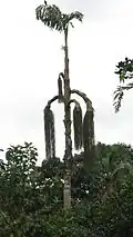 Arbre