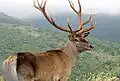 Maral
