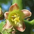 Fleur mâle.