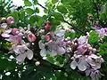 Feuilles et fleurs