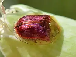 Cassida azurea.