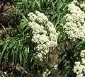 Cassinia trinerva.