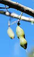 Fruit.