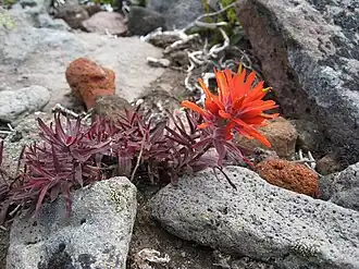 Description de l'image Castilleja rupicola 1.jpg.