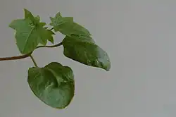 Cotylédons et premières vraies feuilles.