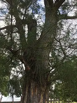 Arbre.