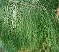 Filao (Casuarina equisetifolia)