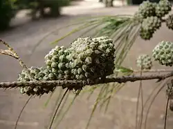 Fruits.
