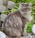 Femelle blue tortie mackerel tabby.