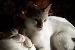 Femelle anatoli et son chaton.