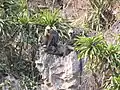 Trachypithecus poliocephalus au Parc National de Cát Bà, Viêt Nam.