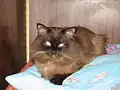 Un chat chocolat.
