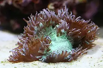 Catalaphyllia jardinei