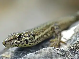 Description de l'image Catalonian Wall Lizard (Podarcis liolepis cebennensis) close-up (14085684563).jpg.