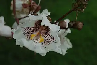 Fleur.