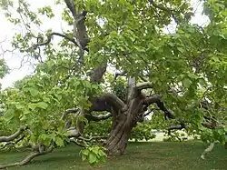 Catalpa dans le parc.