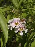 Inflorescence de C. longissima.