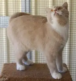 British shorthair médioligne semi-cobby
