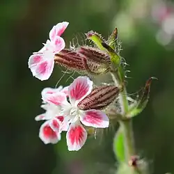 Silene gallica var quinquevulnera