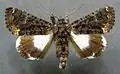 Catephia alchymista(Erebinae, Catephiini)
