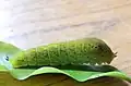Chenille