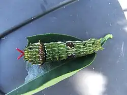 Chenille avec son osmeterium sorti