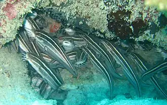 Plotosus lineatus