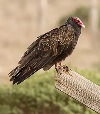 Urubu à tête rouge (Cathartes aura)