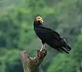Grand Urubu (Cathartes melambrotus)
