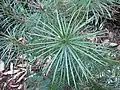 Cathaya argyrophylla.