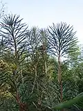Cathaya argyrophylla.