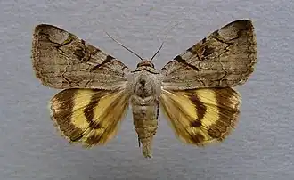 Catocala hymenaea