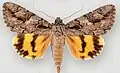 Catocala johnsoniana(Erebinae, Catocalini)
