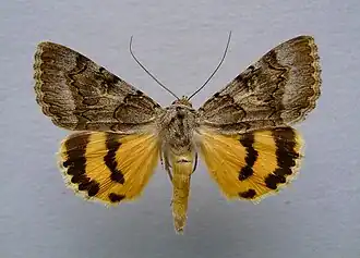 Catocala neonympha