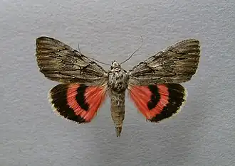 Catocala optata, la Choisie
