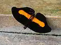 Catonephele.orites