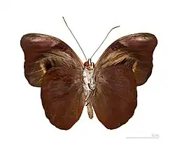 Catonephele acontius acontius ♂ △ - Vue ventrale