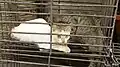 Chats destinés à la consommation humaine sur un marché en Asie du Sud-Est (Vietnam) (2009).