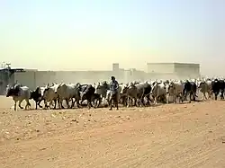Marché aux bœufs à Omdourman en 2013.