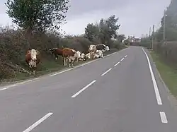 Bétail en liberté, au bord de la route.