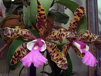 Fleur d'orchidée résupinéeCattleya aclandiae